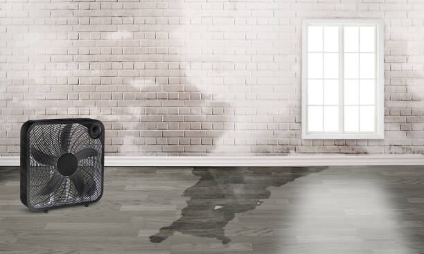 Best Mold removal after water damage  in Wilkesboro, NC